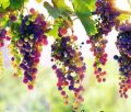 Egrow 15 Pcs Mixed Finger Grape Seed Garden Planting Potted Fruit Grapes Plant SeedS. 
