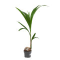 Vietnam Hybrid Coconut  Tree- 1 piece. 