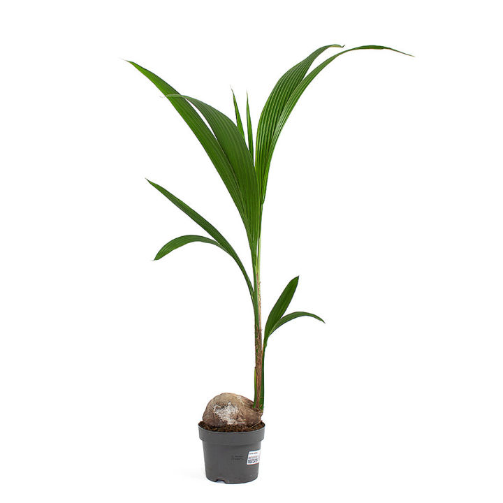 Vietnam Hybrid Coconut  Tree- 1 piece