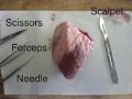 Dissection Biology Box for Medical Students Anatomy Laboratory Use.