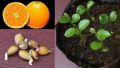 Edible Dwarf Orange Tree Garden, Fruit Mandarin Seeds-30Pcs Seeds.