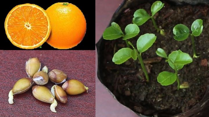 Edible%20Dwarf%20Orange%20Tree%20Garden,%20Fruit%20Mandarin%20Seeds-30Pcs%20Seeds%20-%20Image%202