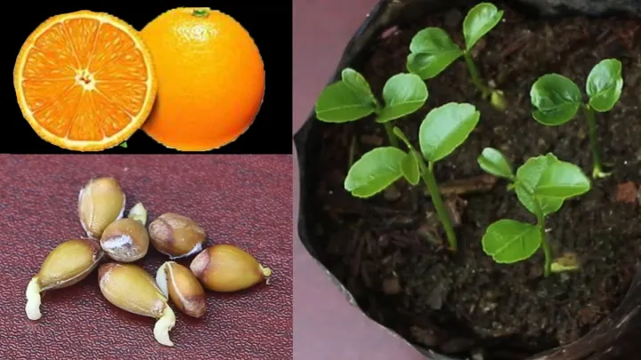 Edible%20Dwarf%20Orange%20Tree%20Garden-%2010pcs%20seeds%20-%20Image%202