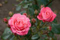 Global Rare Mary Colorful Rose Flower Tree Seeds - 30+ Seeds. 