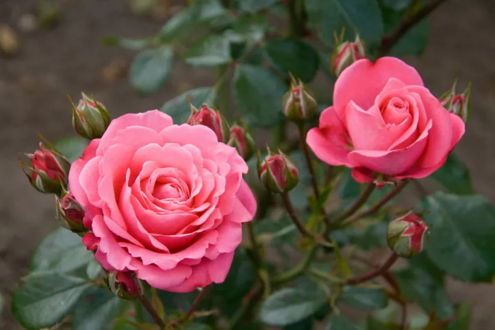 Global%20Rare%20Mary%20Colorful%20Rose%20Flower%20Tree%20Seeds%20-%2030+%20Seeds%20-%20Image%203