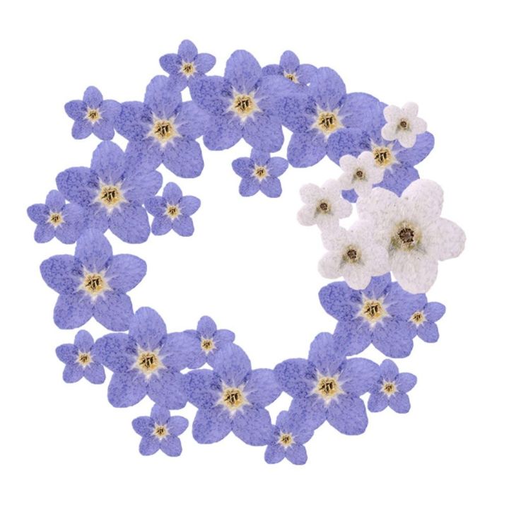 20%20PCS%20DIY%20Dried%20Flowers%20Elegant%20Beautiful%20Artificial%20Forget-Me-Not%20Simple%20Creative%20Pressed%20Flower%20Decoration%20-%20Image%206