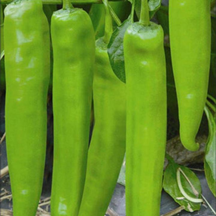 Giant Spices Spicy Green Chili Seeds / বীজ (Imported) Potted Plants ...