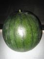 SUGAR BABY WATERMELON Fruit Seeds garden decoration Seeds - 10pcs. 