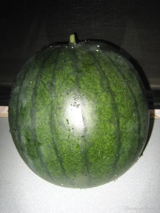 SUGAR%20BABY%20WATERMELON%20Fruit%20Seeds%20garden%20decoration%20Seeds%20-%2010pcs%20-%20Image%204
