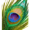 Natural Peacock Feathers Full Size (No Cutting)- Moyur Palak 10 Pcs.