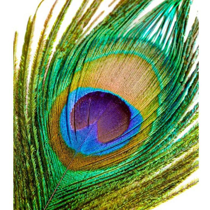 Natural Peacock Feathers Full Size (No Cutting)- Moyur Palak 10 Pcs
