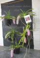 Enhance Your Garden with a Ready-to-Grow Vanda Foxtel Orchid Plant – Easy to Use and Clean,Flower Color – White and Purple/White and Pink. 