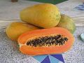 Yellow Gold Papaya Imported Global Seeds- 10 Pcs Seeds.