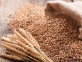 Wheat Tree Seeds -100 pcs (গমের বিজ ). 