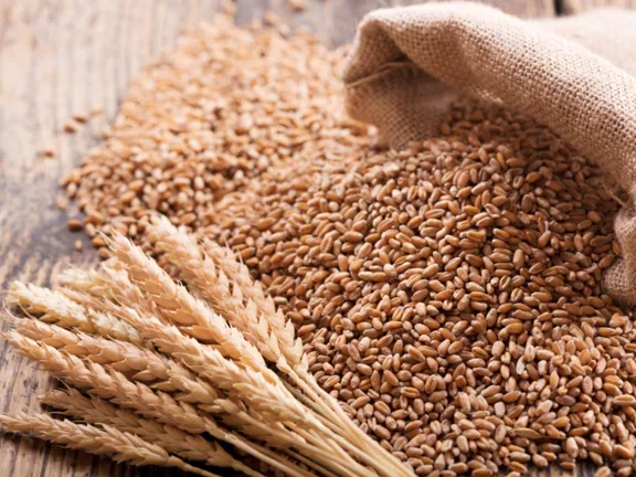 Wheat%20Tree%20Seeds%20-100%20pcs%20(%E0%A6%97%E0%A6%AE%E0%A7%87%E0%A6%B0%20%E0%A6%AC%E0%A6%BF%E0%A6%9C%20)%20-%20Image%203