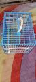 Bird Carrying Cage For Bird (Plastic).