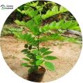 50 Pcs Global Scented Rosewood / Sisso Tree Seeds. 