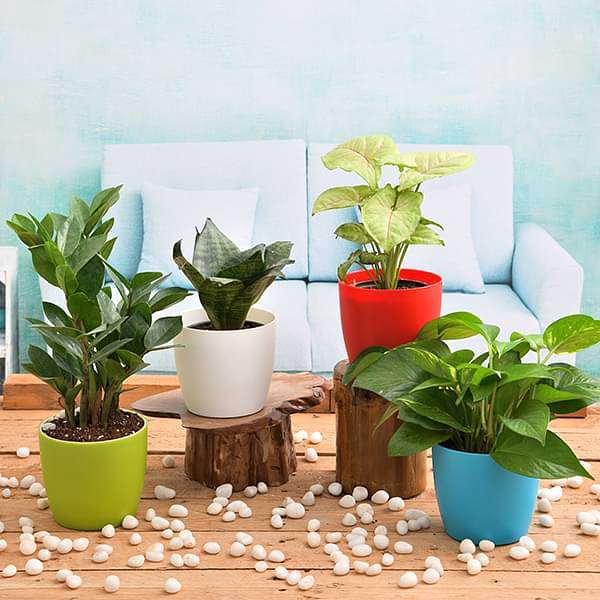 Best Indoor Plant (Money plant /Snake plant/Syngonium /ZZ Plant) Without Tub