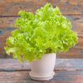 Lettuse Seed - 25/50 pcs F1 Hybrid - লেটুস পাতার বীজ.