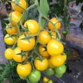 Hybrid Yellow cherry tomatto seed 30 pice + gift. 