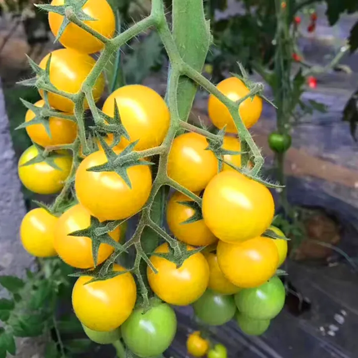 Hybrid%20Yellow%20cherry%20tomatto%20seed%2030%20pice%20+%20gift%20-%20Image%203