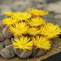 100pcs Mix Lithops bonsai Living Stones Flower Succulent Cactus Organic Plant Home Garden.