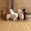 Realistic Cat Plush Toys Lifelike Fur Furry Stuffed Cat Dolls Simulation Kitten Models Animals Birthday Christmas Gift For Child Luhuai CVC. 