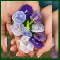 অপরাজিতা / Aparajita Flower Seed - 05/10 pcs Seed of Mixed Color Oporajita Seed for All Season Single & Double Petal Mixed - অপরাজিতা ফুলের বীজ.
