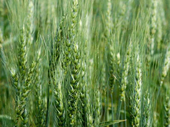 Wheat%20Tree%20Seeds%20-100%20pcs%20(%E0%A6%97%E0%A6%AE%E0%A7%87%E0%A6%B0%20%E0%A6%AC%E0%A6%BF%E0%A6%9C%20)%20-%20Image%204