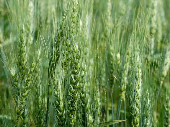 Wheat%20Tree%20Seeds%20-100%20pcs%20(%E0%A6%97%E0%A6%AE%E0%A7%87%E0%A6%B0%20%E0%A6%AC%E0%A6%BF%E0%A6%9C%20)%20-%20Image%204