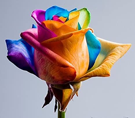 Global%20Rainbow%20Rose%20Flower%20Seeds%20-%2015%20Pcs%20Seeds%20-%20Image%203