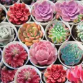 Rare Lithops Flores Succulent (Imported Seeds) - 15 Pcs Seeds. 
