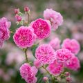 Natural Pink Juliet Roses Flower Seeds - 30 Pcs Seeds.