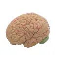 Human Brain Model Simulation 8-Part PVC Life-size Anatomy Teaching Tool for Classroom. 
