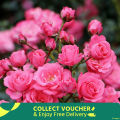 Global Rare Mary Colorful Rose Flower Tree Seeds - 30+ Seeds. 