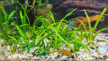 Sagittaria subulata Aquarium Live Plant Dwarf Sagittaria Water Plant for Aquarium, Fish tank, Guppy Tank Or Pound (3 stem) (not cup just stem) It's need soil. 