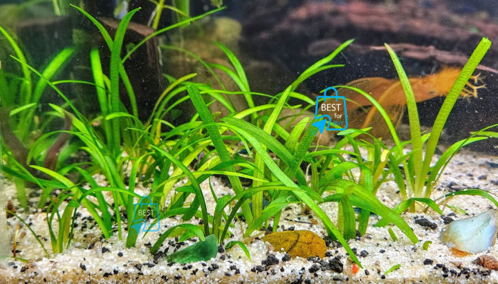 Sagittaria subulata Aquarium Live Plant Dwarf Sagittaria Water Plant for Aquarium, Fish tank, Guppy Tank Or Pound (3 stem) (not cup just stem) It's need soil