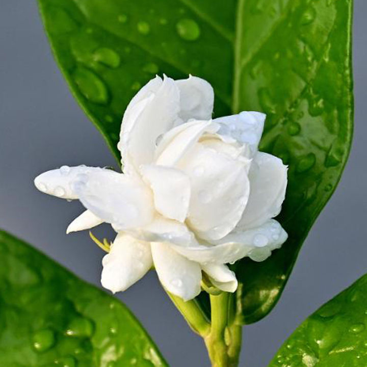 Oloria%20Royal%20Beli%20Perfume%20Attar%20Fragrance%20,%20Alcohol-free%20Perfume%20Attar%206ml%20for%20Man%20and%20women%20-%20Image%205