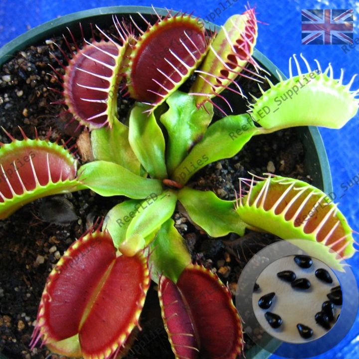 Insectivorous Dionaea Muscipula flytrap Seeds - 100 Pcs Seeds