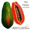 FRESH SEEDS Red Lady F1 Hybrid Papaya Seeds-40 pice.