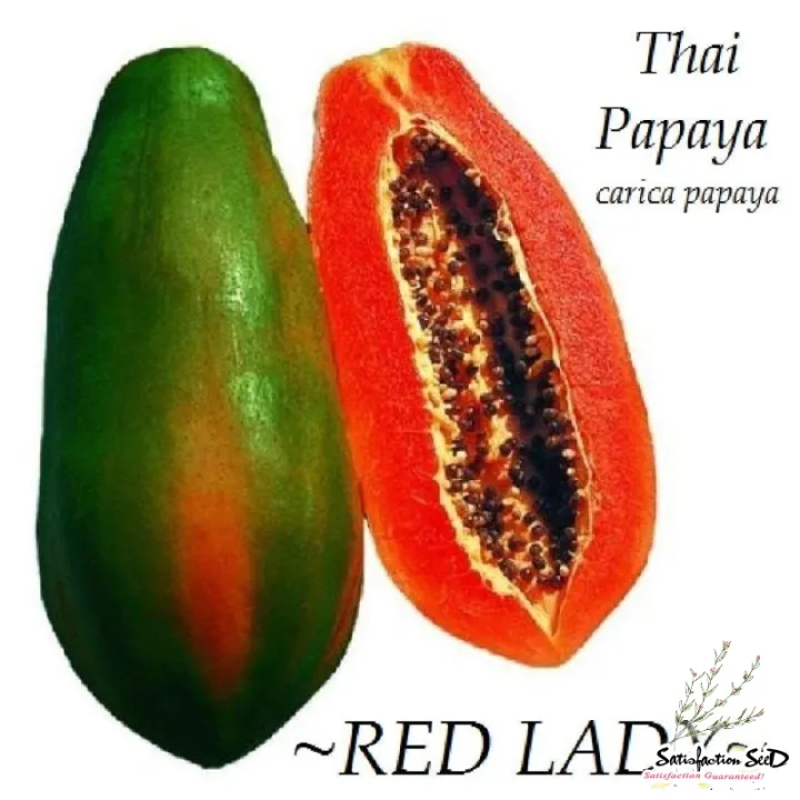 FRESH%20SEEDS%20Red%20Lady%20F1%20Hybrid%20Papaya%20Seeds-40%20pice%20-%20Image%203