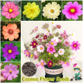 Mixed Cosmos Flowers Seeds 20 PIces (China Multicolor Flowers Seeds). 