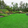 (All Season) Sports Field Green Grass Seeds (Seeds) - 200+ Pcs Seeds. 