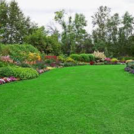 Lawn%20Grass%20(%E0%A6%95%E0%A6%BE%E0%A6%B0%E0%A7%8D%E0%A6%AA%E0%A7%87%E0%A6%9F%20%E0%A6%98%E0%A6%BE%E0%A6%B8)%20Seed/%E0%A6%AC%E0%A7%80%E0%A6%9C-%20200%20Pcs%20Seeds%20-%20Image%206