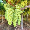 Easy to grow Sweet climbing Green Grape Seeds -20 Pcs Seeds.
