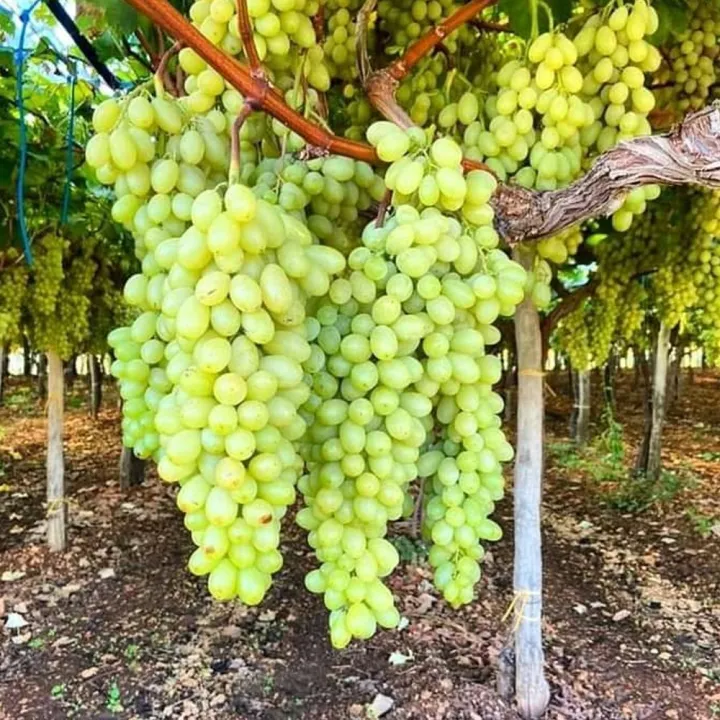 Easy%20to%20grow%20Sweet%20climbing%20Green%20Grape%20Seeds%20-20%20Pcs%20Seeds%20-%20Image%209