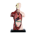 Human Body Model with 7 Removable Organ Models,Educational Organ Anatomy Model for Biological Science Learning. 