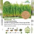 Hybrid MicroGreen Organic wheat Seeds 5gm.