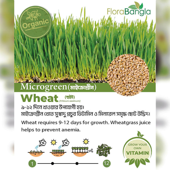 Hybrid MicroGreen Organic wheat Seeds 5gm