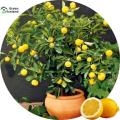 All Season Dwarf Lemon Tree Seeds - 5 Pcs Seeds. 